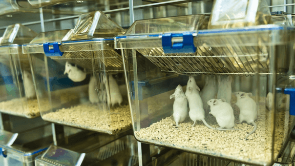 Laboratory mice in clear cages on a rack.