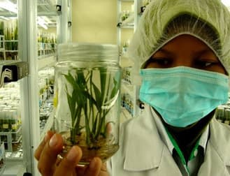 A researcher in a hairnet and mask holding up a jar of plant tissue culture.